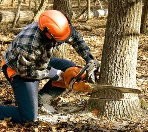 Tree Removal in Wellington, MO